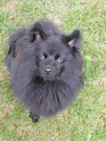 Buddy od Ovčí babičky