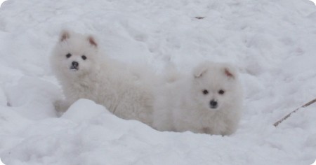 Ferrari Lady a Fanfan Tulipan Lukato Gold