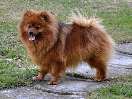 Yumalai Nový Alborg